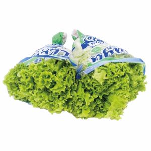 Lechuga Hidropónica Selecta x 1 und