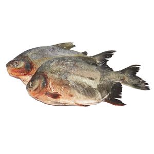 Cachama x 500 g