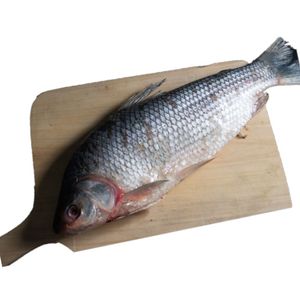 Bocachico Congelado Importado x 500g