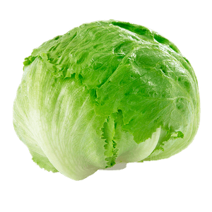 Lechuga Batavia x 1 und