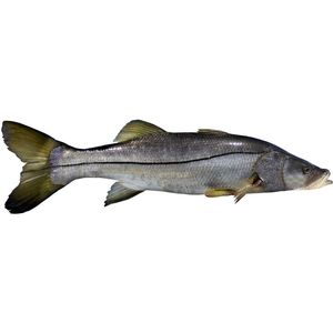 Róbalo Grande Fresco x 500 g