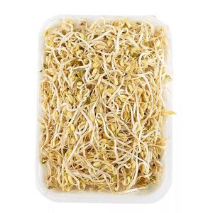 Raíz China Germinado Santa Cruz x 250 g